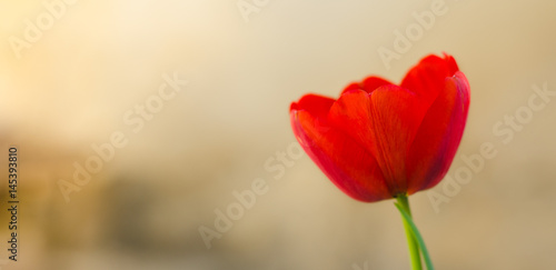 Red tulip