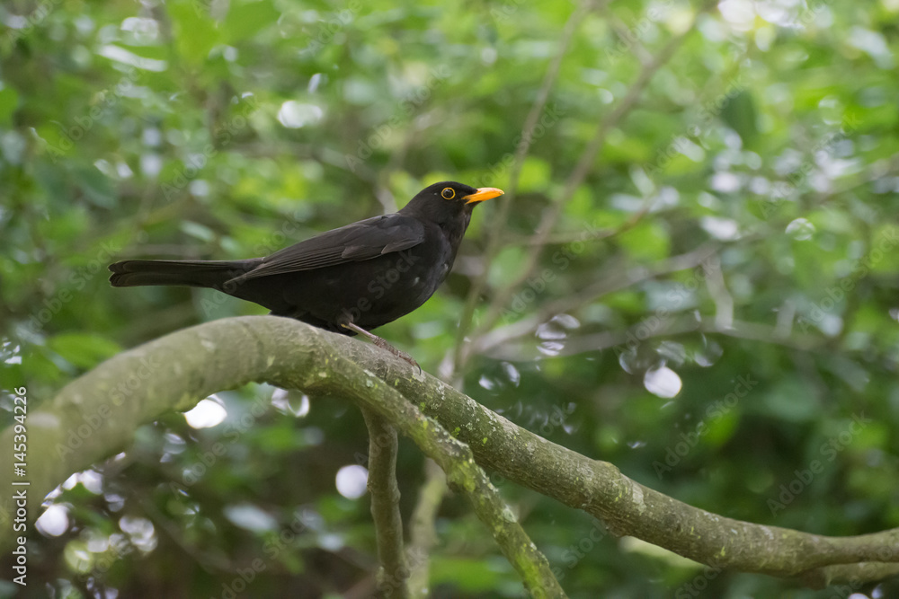 Fototapeta premium Blackbird, London, Turdus merula