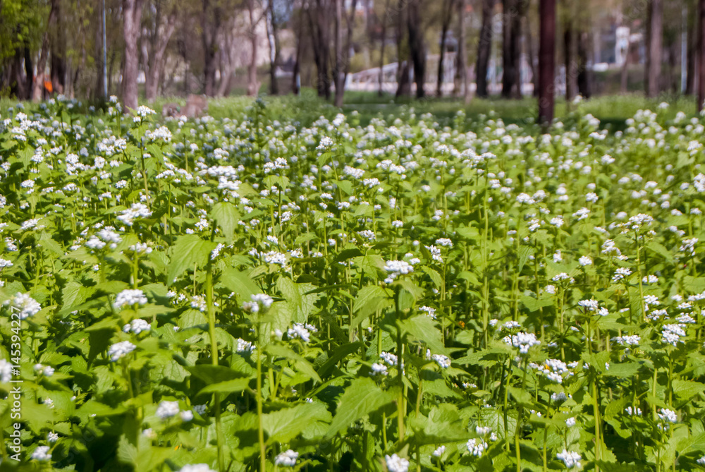 Wild white flowers on a green meadow