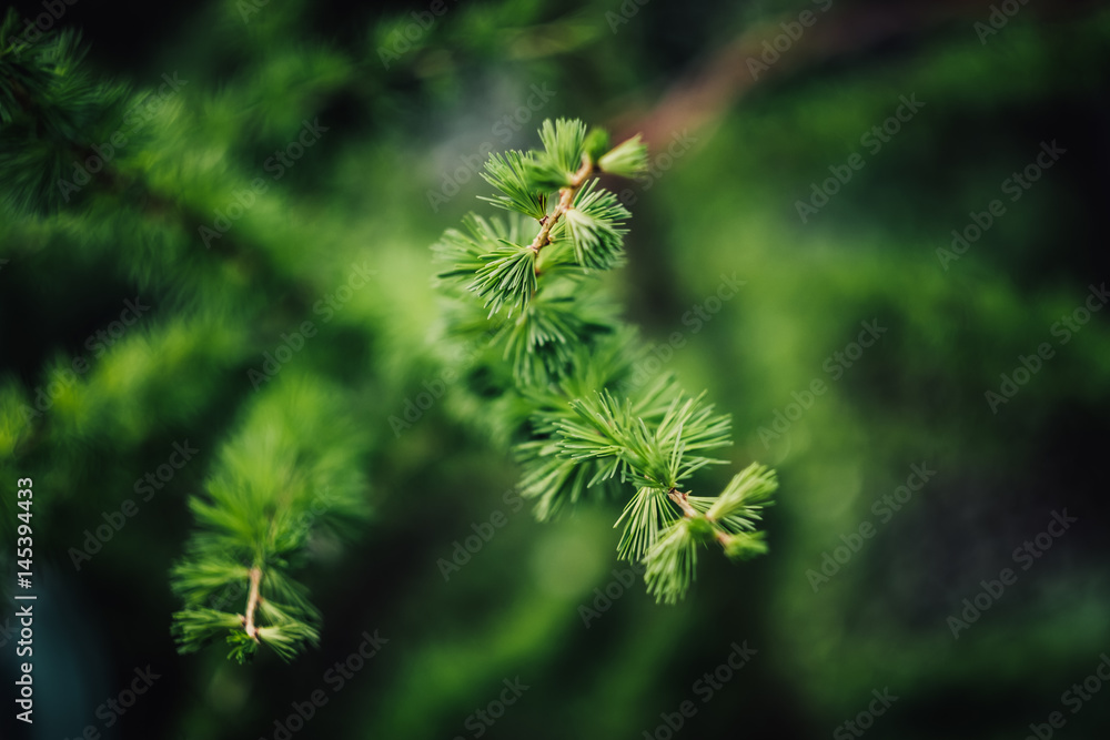 grüner Nadelzweig grüner Nadelzweig