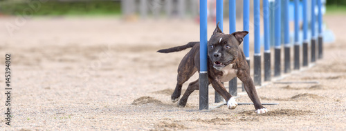 Foto Staffordshire bull terrier doing slalom in agility dog competition