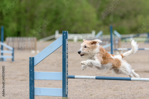 Kromfohrlander jumping over an agility hurdle in agility competition photo