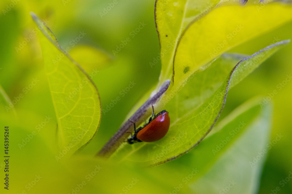 Ladybug on leaf Ladybug on leaf