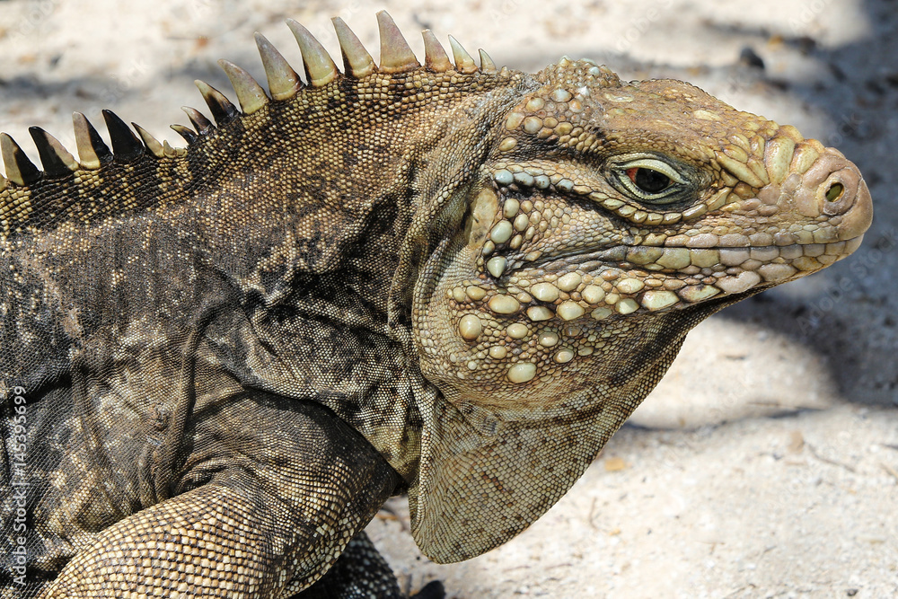 Cyclura nubila, Cuban rock iguana Cyclura nubila, Cuban rock iguana