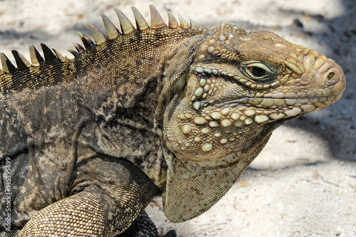 Cyclura nubila  Cuban rock iguana