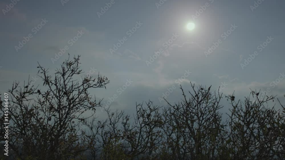 Time Lapse Of Decayed Almond Trees And Rain Skies Time Lapse Of Decayed Almond Trees And Rain Skies