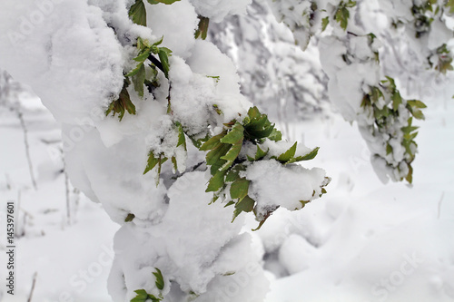 Green plants that woke up after hibernation and started to grow and bloom covered with unexpected snow in the spring. photo