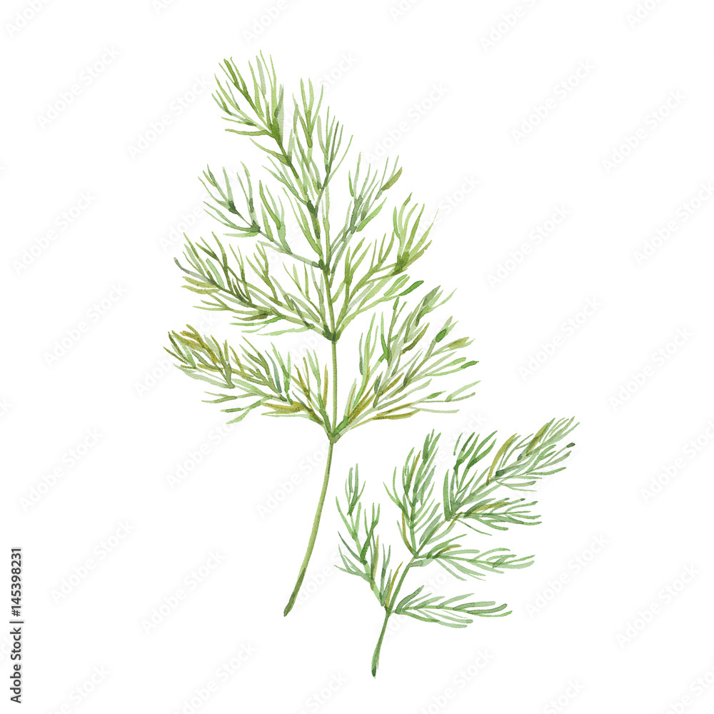 Naklejka premium Sprig of dill