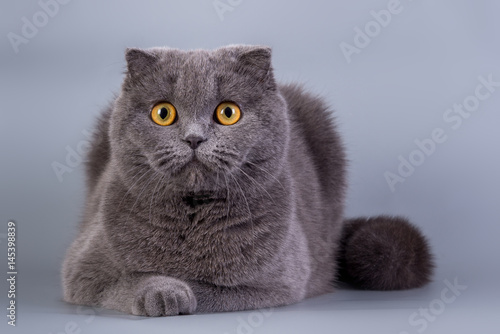 Photography Scottish Fold kitten blue color