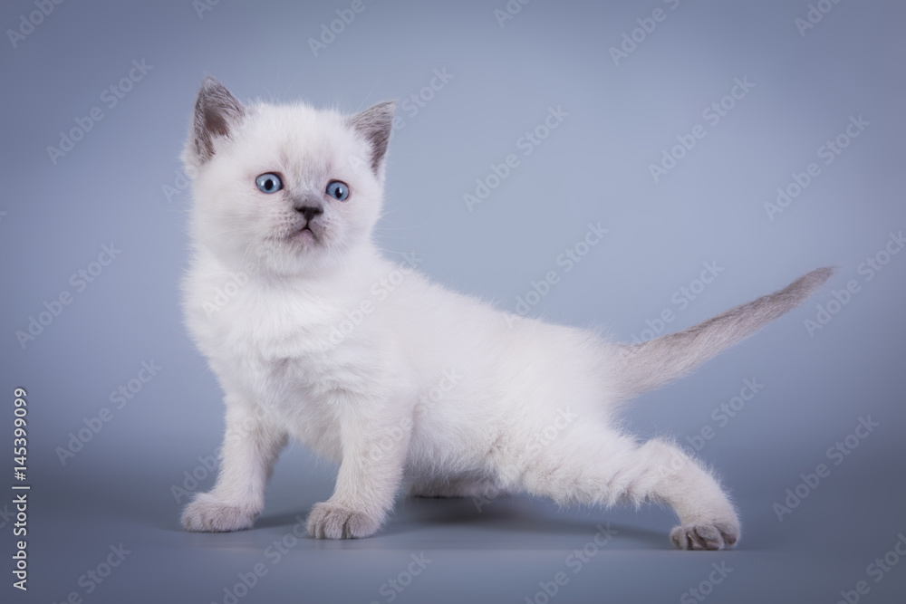 Scottish Fold small cute kitten blue colorpoint white, silver tabby