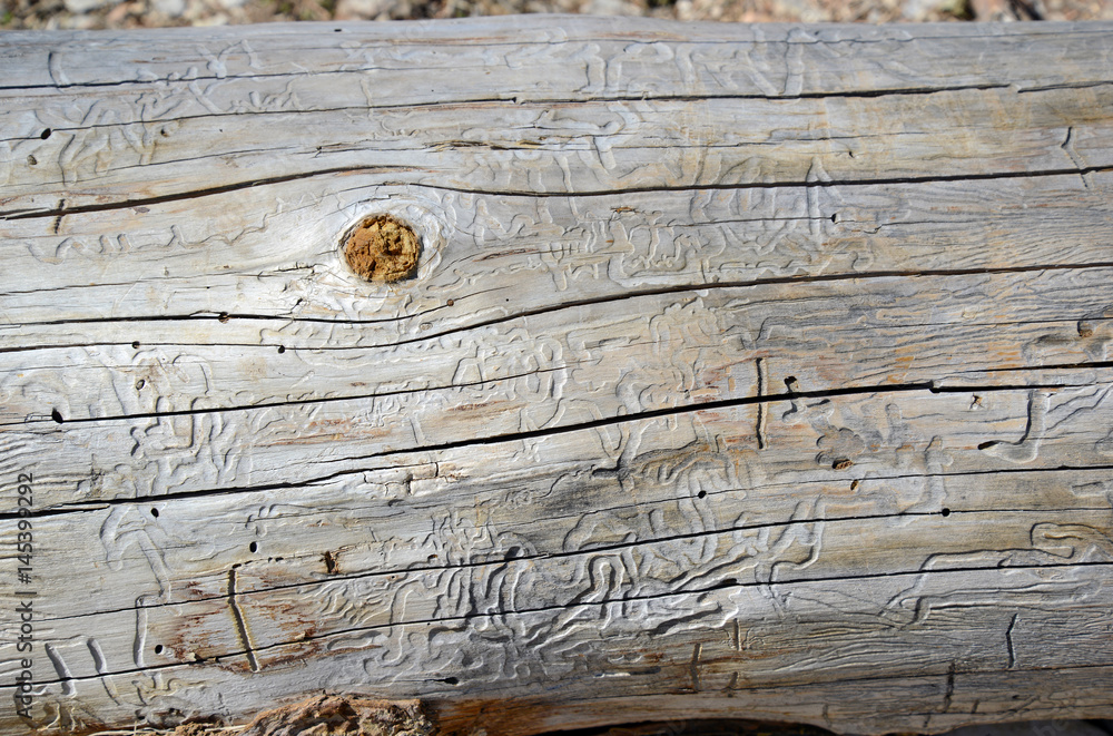 Naklejka premium Boring tracks made by beetles in pine trees, a pest which has destroyed millions of acres of pine forest, a phenomenon partially caused by warming temperatures allowing more beetles to survive winters