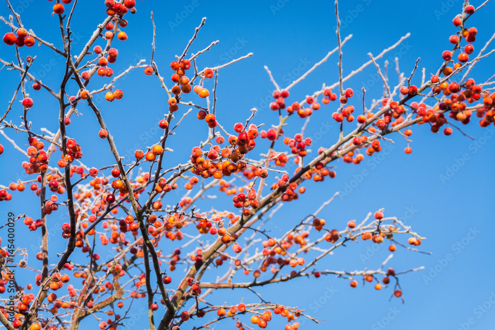 Fruits rouges givrés