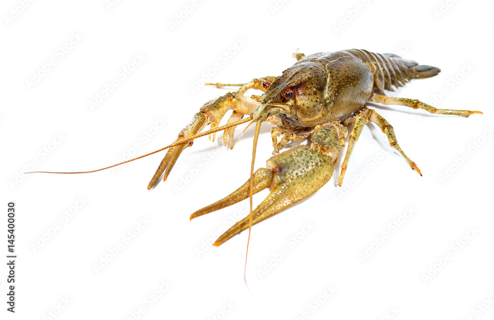 Crayfish close up isolated on white background Crayfish close up isolated on white background