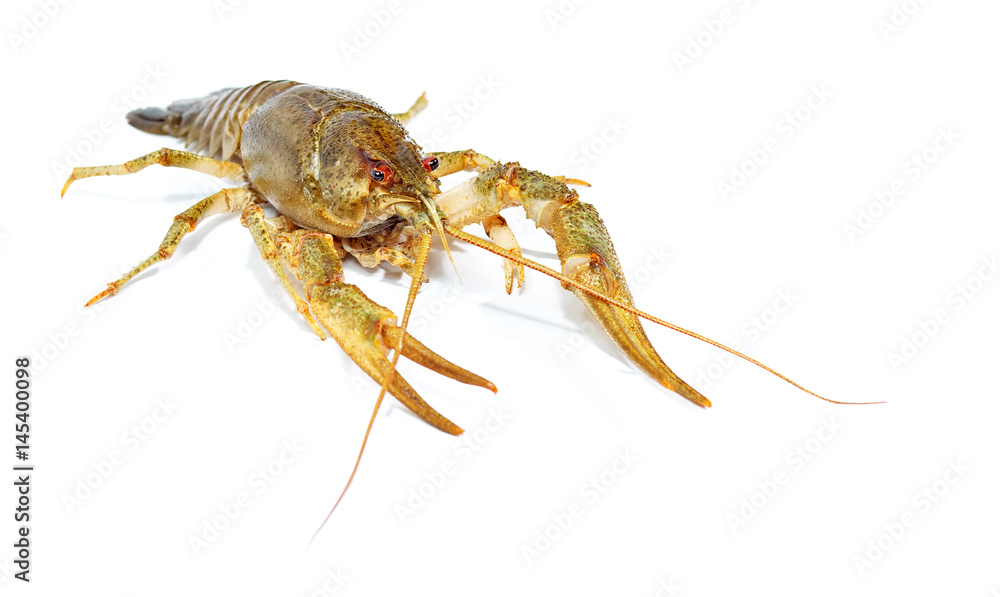 Crayfish close up isolated on white background Crayfish close up isolated on white background