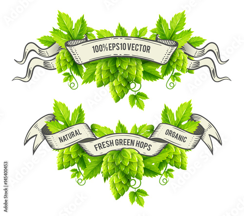 Fresh hop plants, green leaves, outline hand-drawn ribbons.