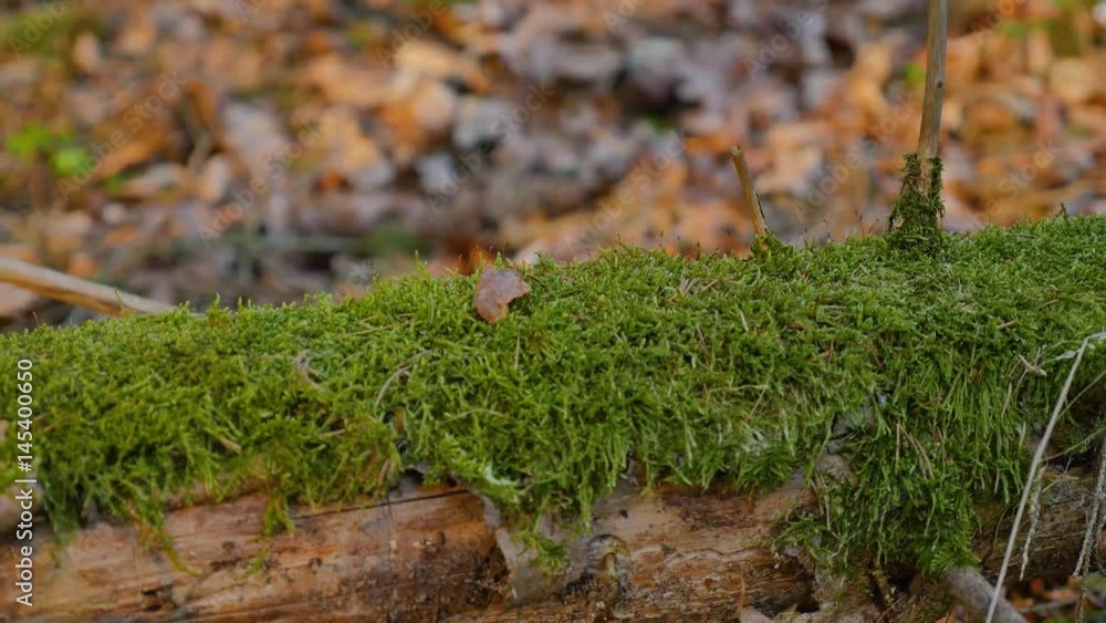 Moss growing on an old tree trunk in the forest Moss growing on an old tree trunk in the forest
