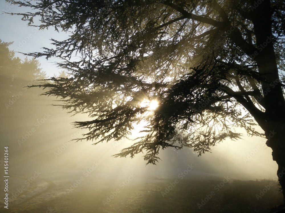 Naklejka premium Soleil et Brouillard
