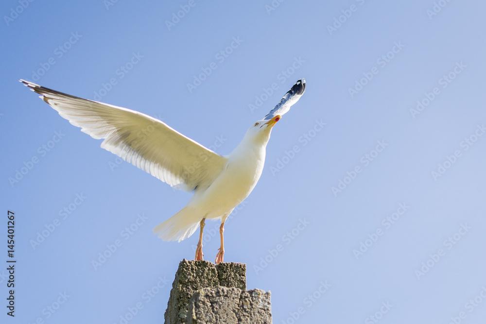 Fototapeta premium L'envol