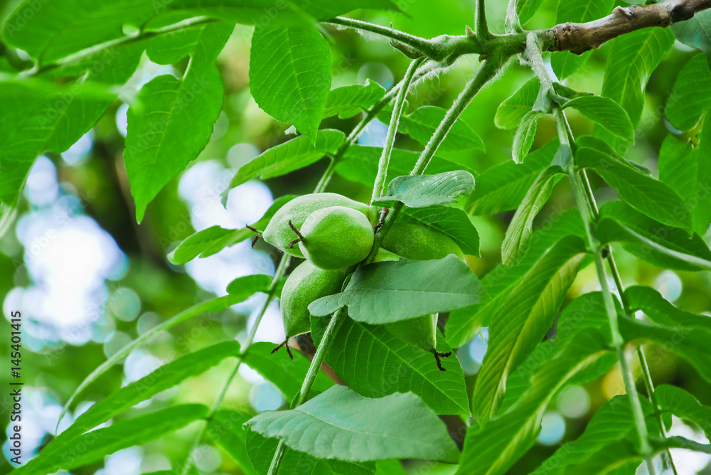 Unripe fruits of Manchurian walnut (Juglans mandshurica). Unripe fruits of Manchurian walnut (Juglans mandshurica).