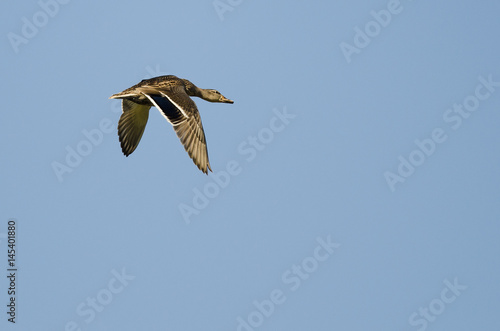 Lone Mallard Duck Flying in a Blue Sky