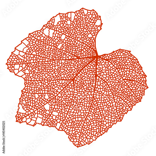 Wild grapes red leaf