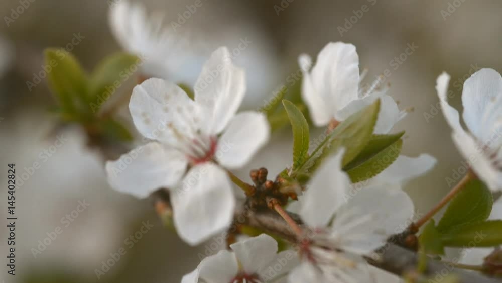 Flowering of a cherry tree at sunset. Flowering of a cherry tree at sunset.