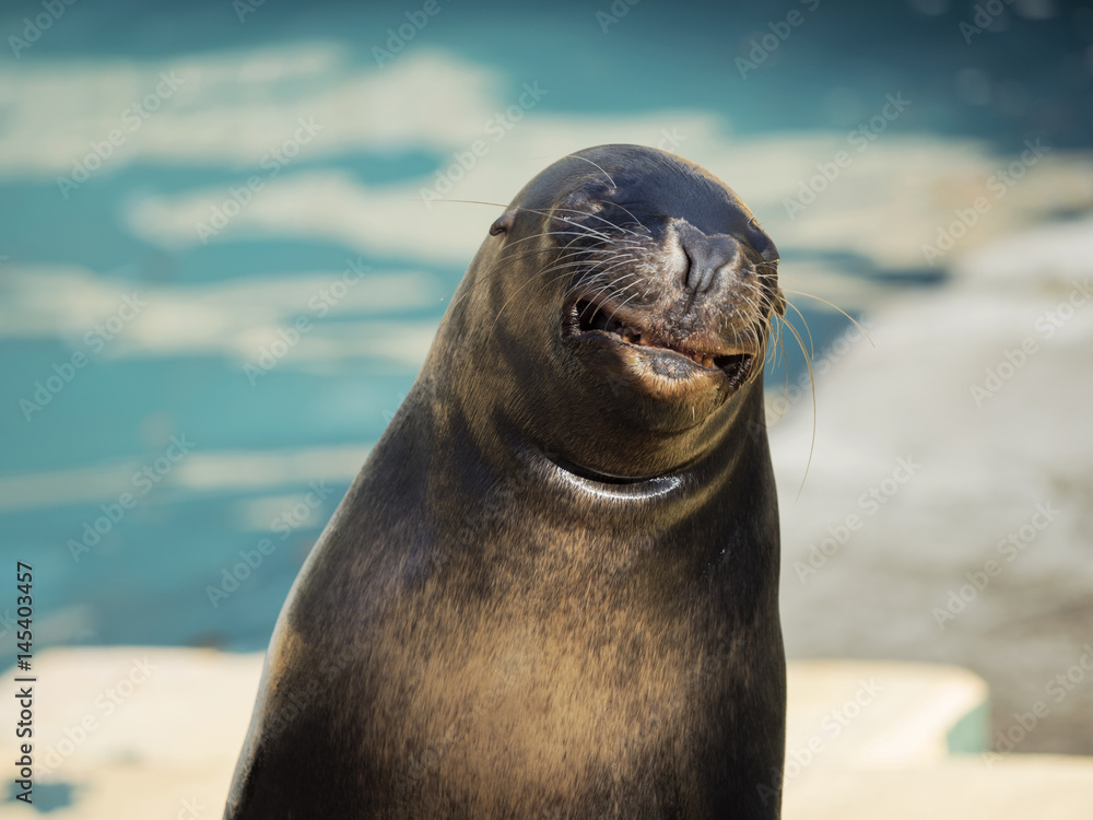 Fototapeta premium Grinning sea lion