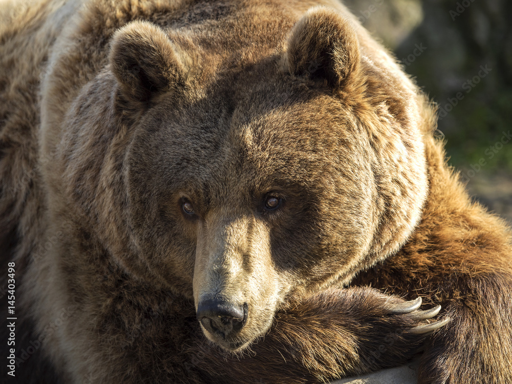 Portrait brown bear
