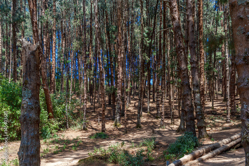 Wide view of pine trees in a dark forest, Ooty, India, 19 Aug 2016