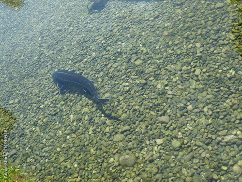 Fish in shallow wate