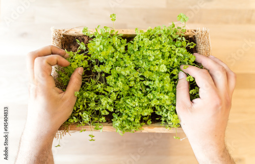 parsley