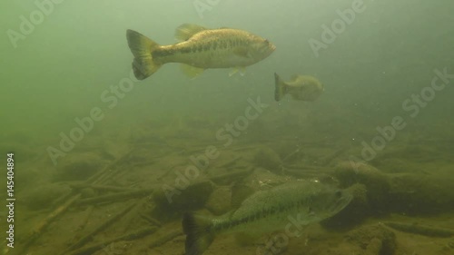 Largemouth Bass Swimming in Lake with Light Rays