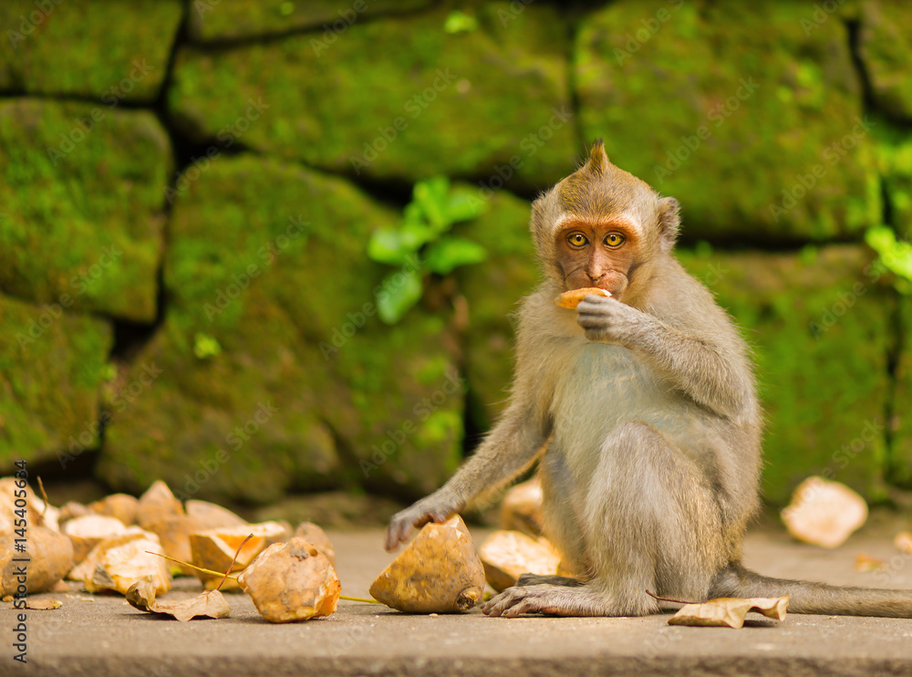 Young monkey eating sweet potatoes. Monkey Forest, Ubud, Bali, Indonesia