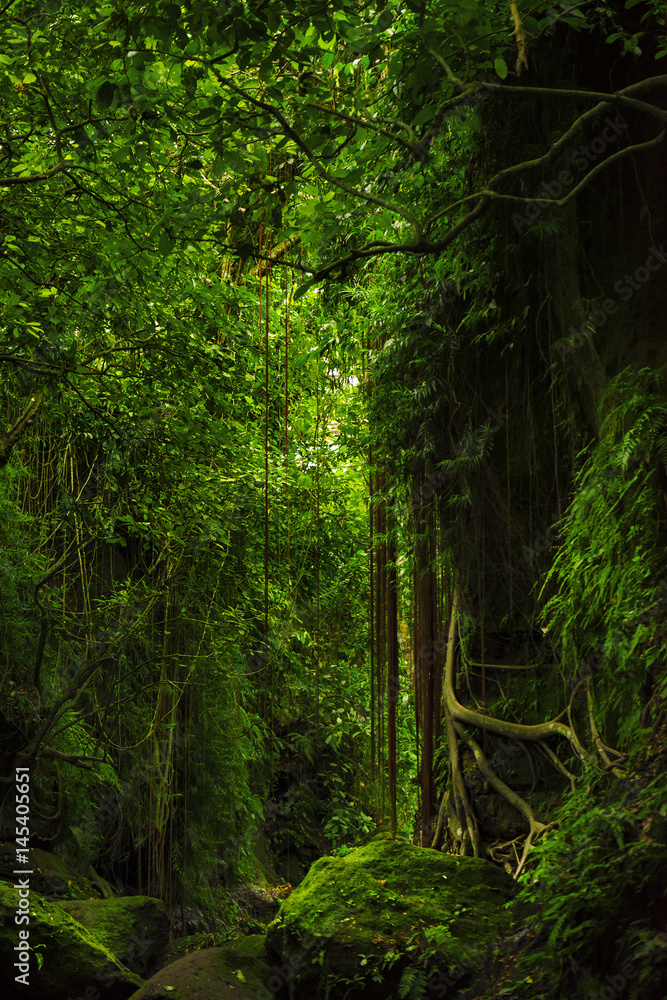 Obraz premium Fantastic tropical mossy forest with amazing tropical plants, vines and stone in the moss. Nature landscape mysterious background. Bali, Indonesia.