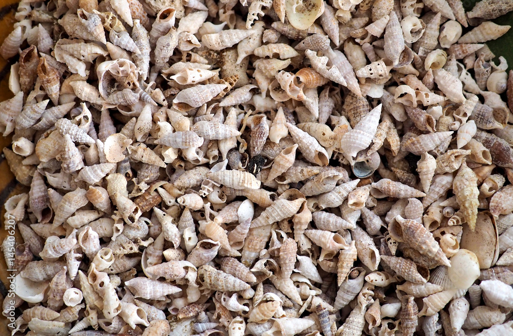sea shells for use as background sea shells for use as background