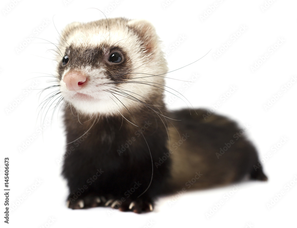 Ferret sitting and looking away in front of white background Ferret sitting and looking away in front of white background