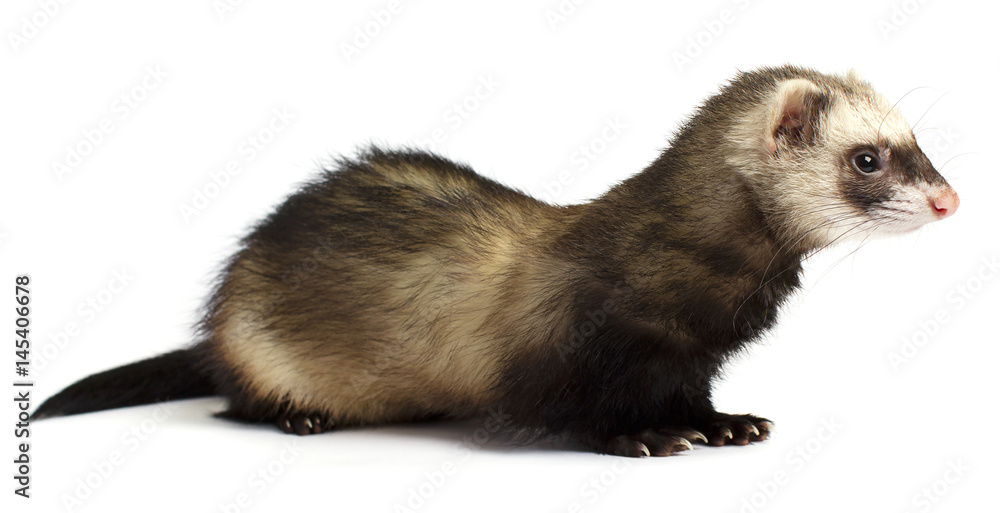 Ferret in full growth lies isolated on white background Ferret in full growth lies isolated on white background