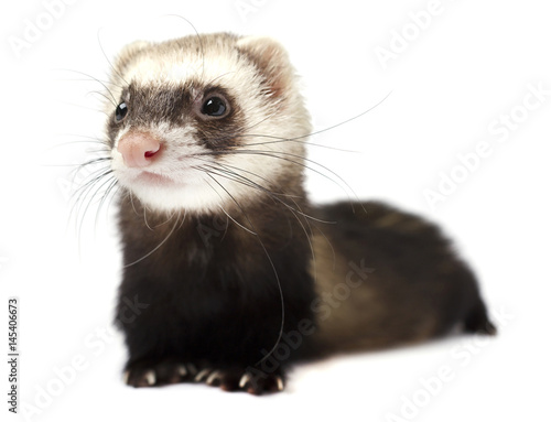 Ferret sitting and looking away in front of white background