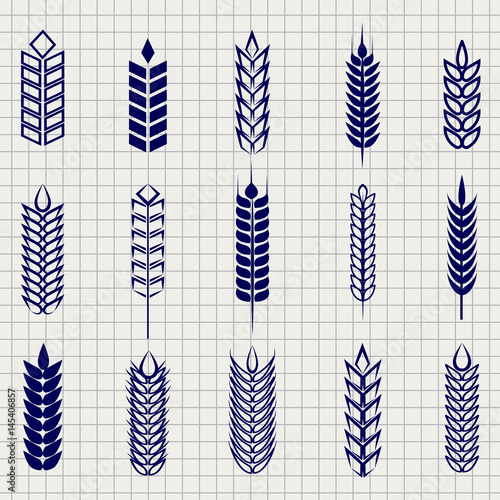 Grain ears collection on notebook page. Vector wheat rye and barley ear set foe bakery beer farm etc