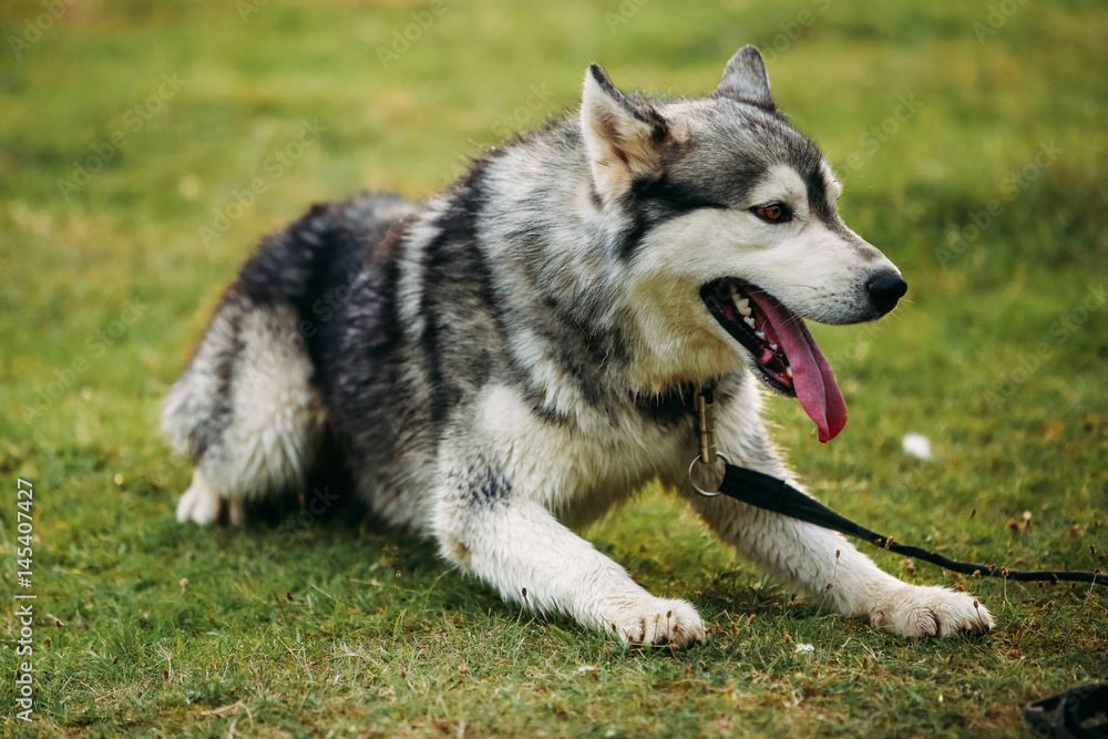 Husky dog running outdoors. Entertainment. River. Young dog sitting on the grass outside. Summer. Husky dog running outdoors. Entertainment. River. Young dog sitting on the grass outside. Summer.