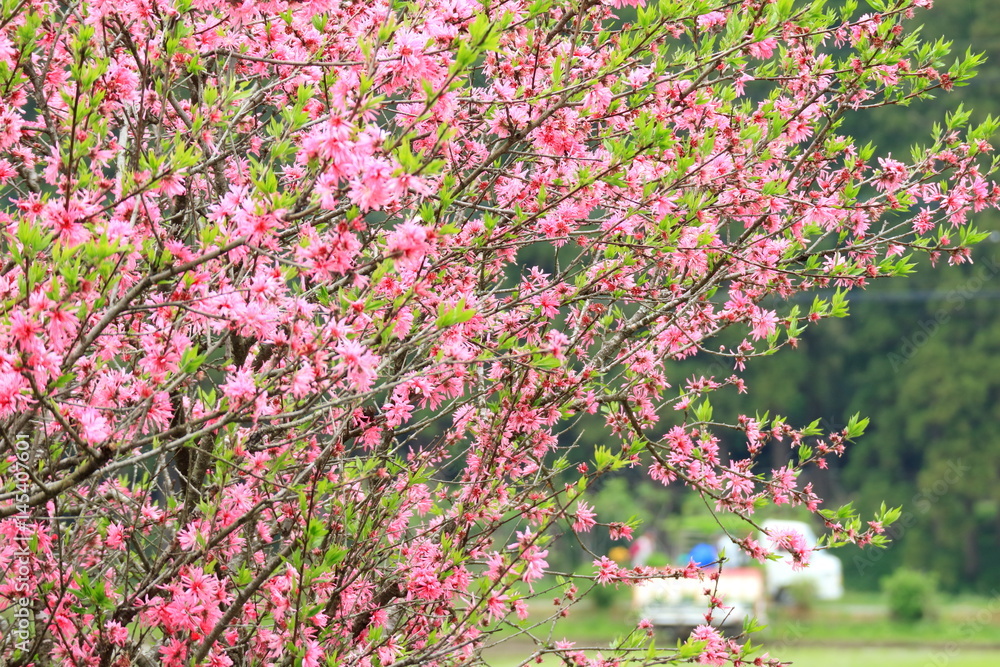 田舎の風景