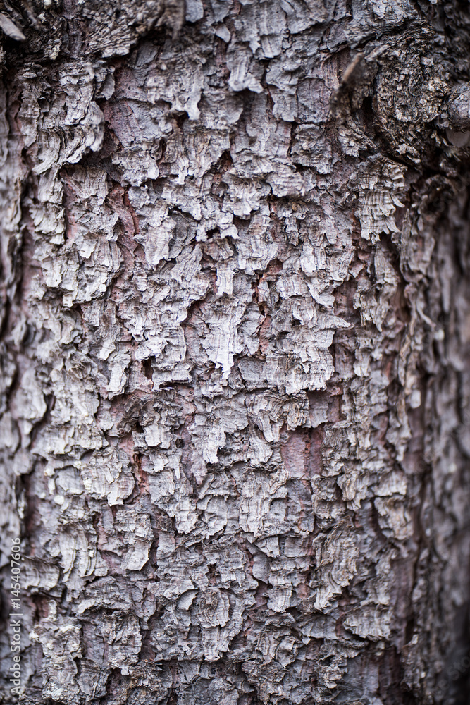 Obraz premium 樹皮