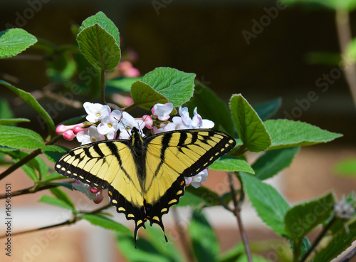 eastern tiger swallowtail sipping nector from a Judd Viburnum photo