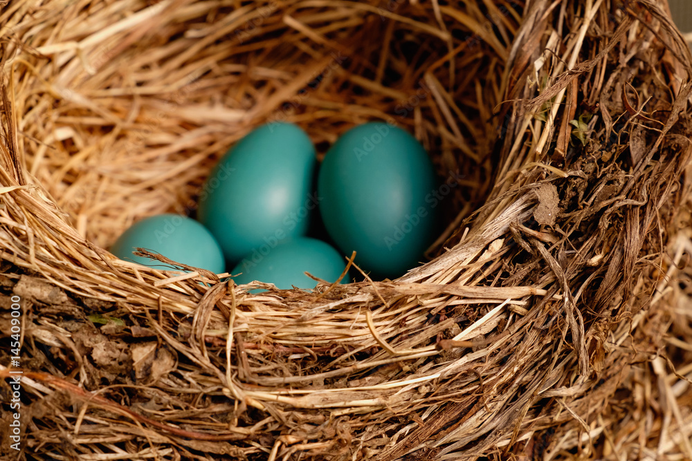 To BE Hatched To BE Hatched