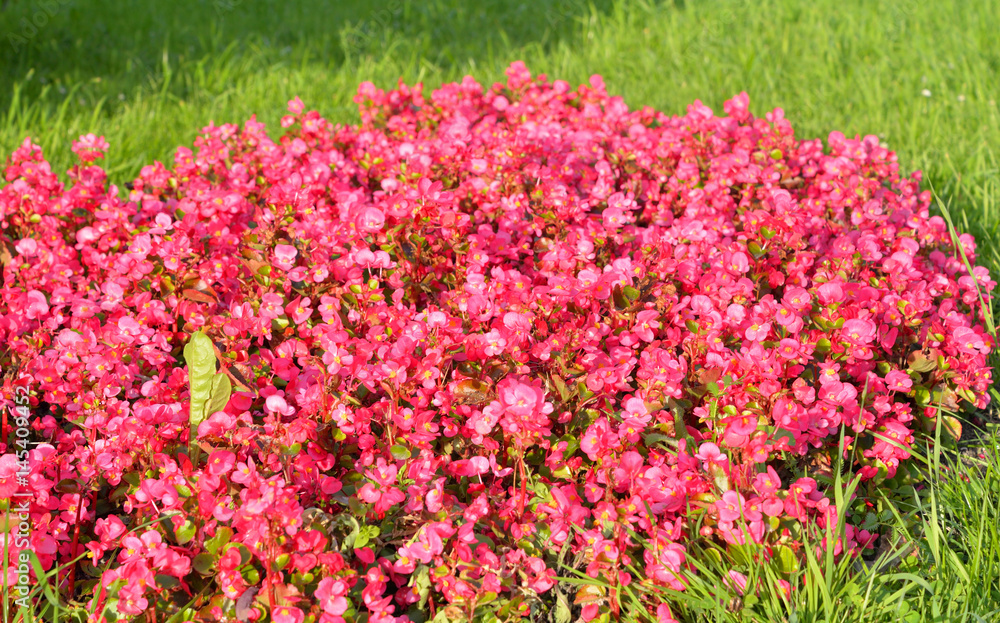 Flowerbed with red flowers.