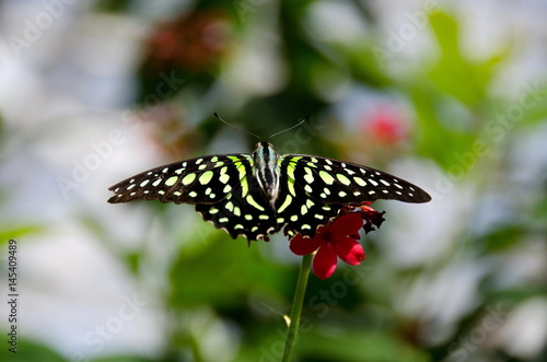 Tailed Jay butterfly on geranium plant