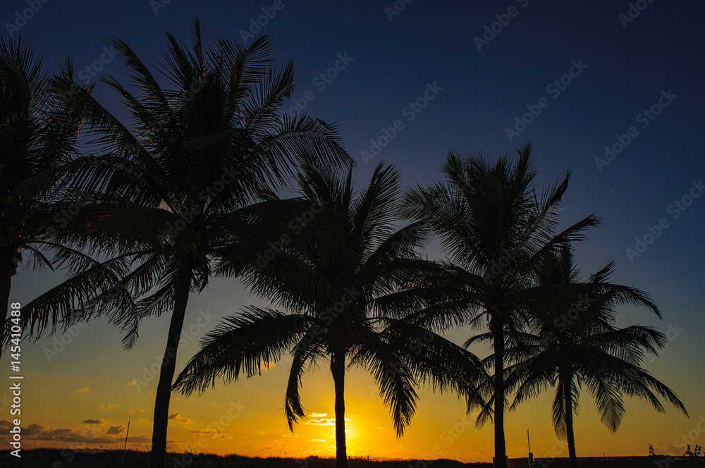Tropical palm tress