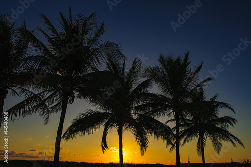 Tropical palm tress