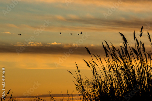 Canvas Print ducks at sunset