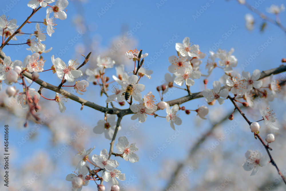 Wasp sitting on blossoming cherry tree flower in park on blue sky background